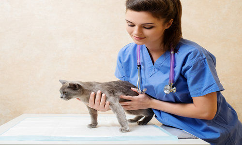 Veterinarian Examining Cat